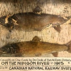 Two fish mounted on a board. Written underneath is Caught on One Cast by Dr. Cook of Fort William, Ontario on the Nipigon River in 1915.