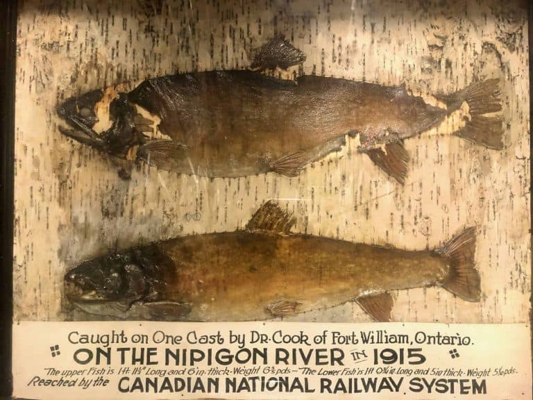 Two fish mounted on a board. Written underneath is Caught on One Cast by Dr. Cook of Fort William, Ontario on the Nipigon River in 1915.